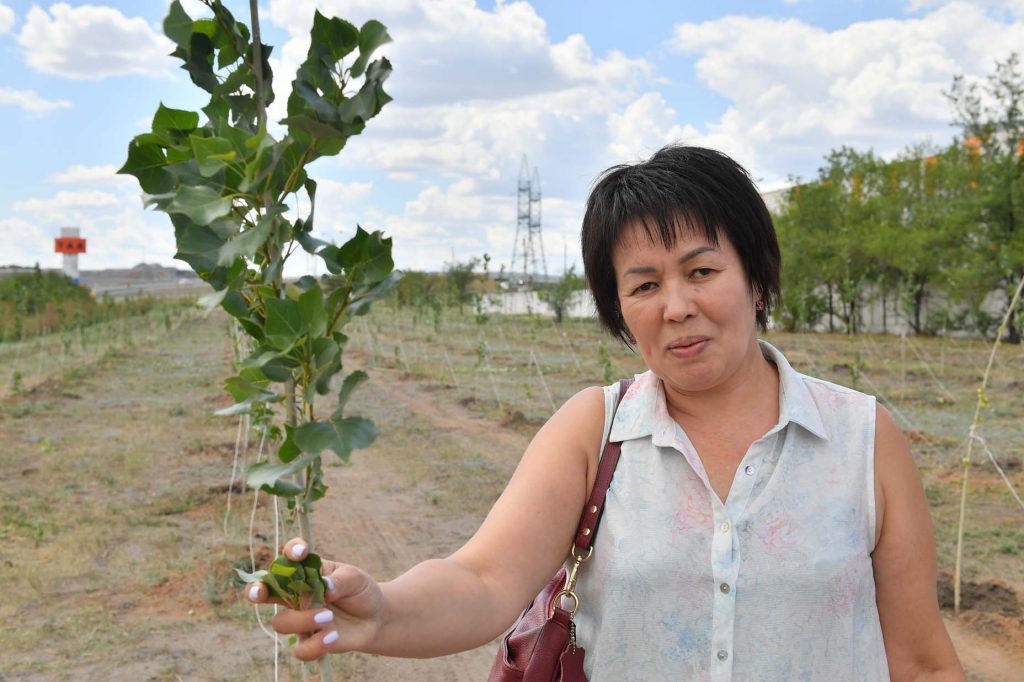 Экспертная оценка саженцев