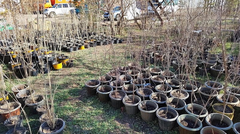 Аллея Шубарколь комир и именные деревья: угольное предприятие продолжает озеленять Карагандинскую область